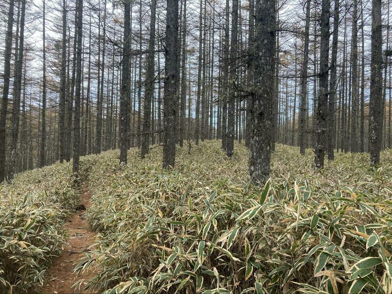 日向山山頂が近くなると、笹に覆われたシラビソの樹林帯に変わる