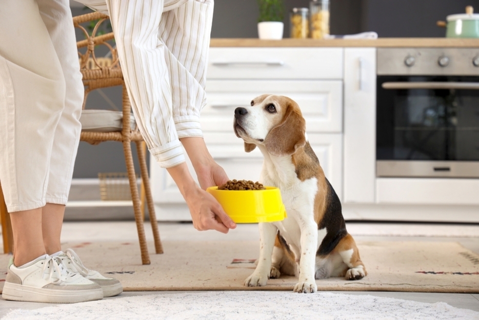 子どもにせがまれて犬を飼うことにしました。フード費、おやつ費、散歩中のトラブルなどいろいろ不安なのですが、ペット保険の費用も心配……保険料はいくらくらいかかりますか？