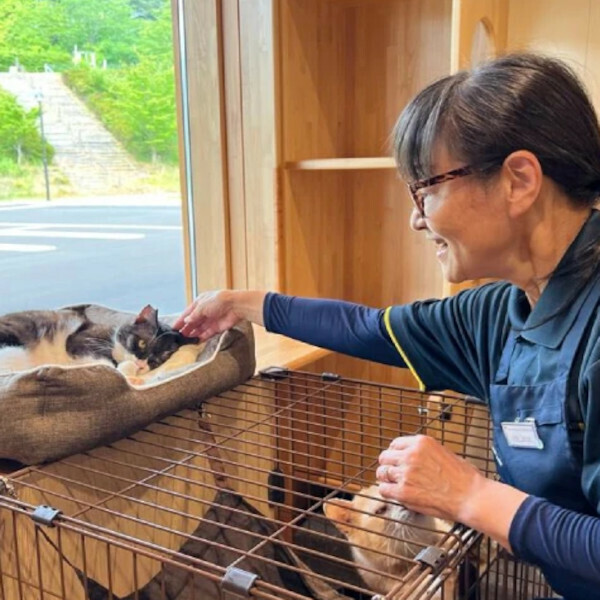 2024年6月18日に撮影した写真。マッチング室1でスタッフがなでている猫「部長」さんは、その後（10月10日）私たちが引き取り、東京に連れて帰った