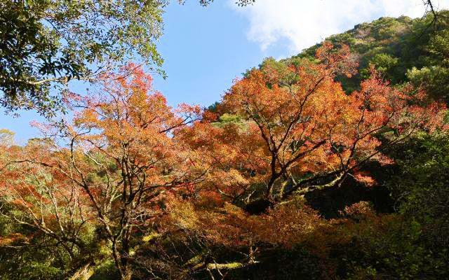 赤く色付き、見頃を迎えたイロハモミジ