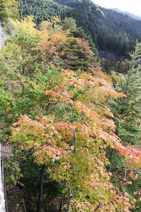 龍神温泉郷より護摩壇山方面では、高野龍神スカイライン沿いから紅葉が楽しめる（６日、和歌山県田辺市龍神村龍神で）