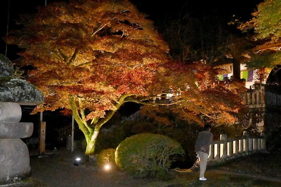 ライトアップされた大雄山最乗寺の紅葉＝２２日、南足柄市大雄町