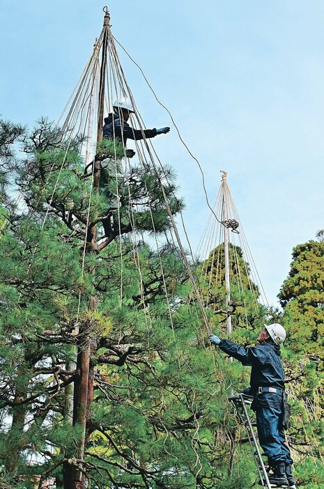 アカマツの枝と支柱を縄で結んだ雪つり＝内山邸