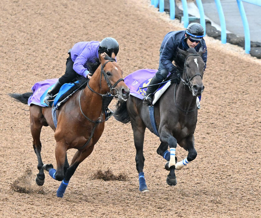 美浦ウッドでリプレゼント（左）と併せて追い切るスターズオンアース（撮影・千葉一成）