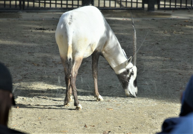 福岡市動植物園から横浜市立金沢動物園へ転出するアラビアオリックスのアミール＝福岡市中央区で2024年11月24日午後1時39分、長岡健太郎撮影