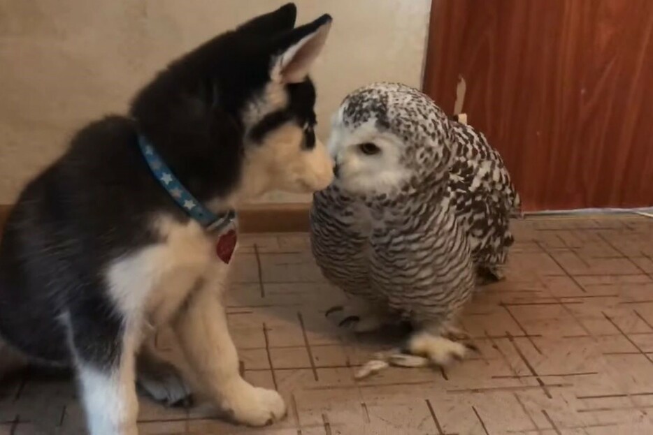 出典：Husky and Owls