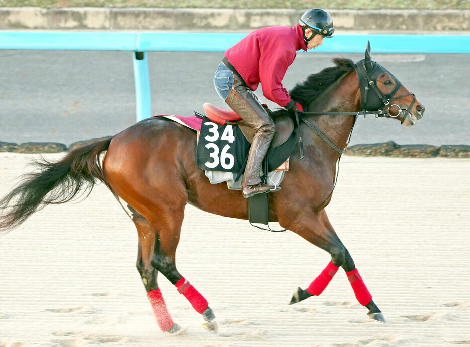 良血デルアヴァーが出世レースに臨む