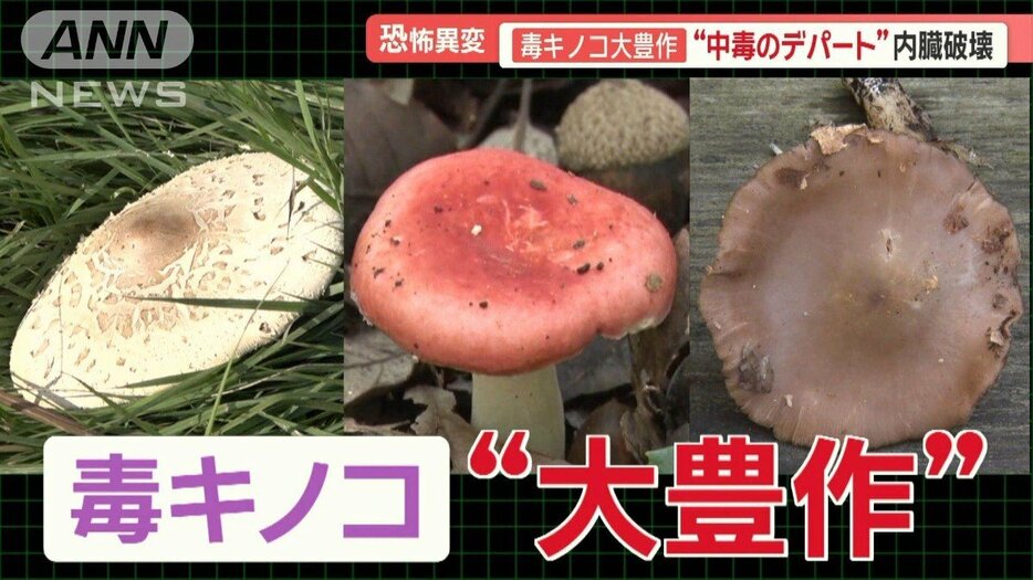 恐怖の毒キノコ“大豊作”　「内臓破壊」「呼吸困難」の恐れ　食べた家族が全員入院も