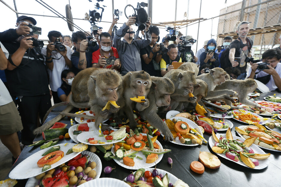 タイ中部ロッブリーの動物園で毎年開催される食べ放題のイベントで、果物や野菜を口に詰め込むサル。個体数増加で住民や建物に被害が相次いでおり、当局によれば２０２４年には町中のサル２０００頭以上が捕獲された