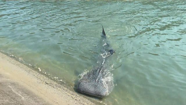 岩松川に現れたジンベエザメ