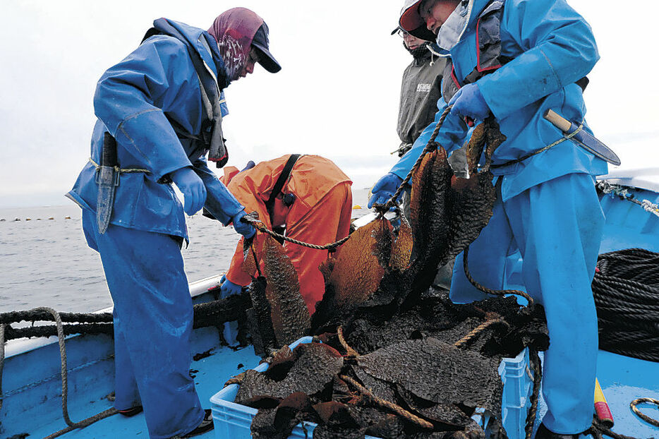 ガゴメ昆布を収穫する漁師＝３月、魚津市沖（市提供）