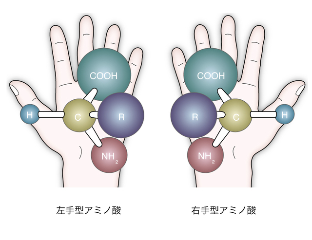 アミノ酸の鏡像異性体