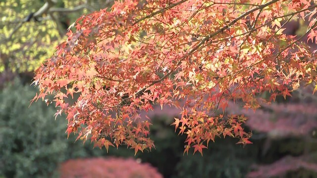 今年の紅葉もそろそろ見納め…