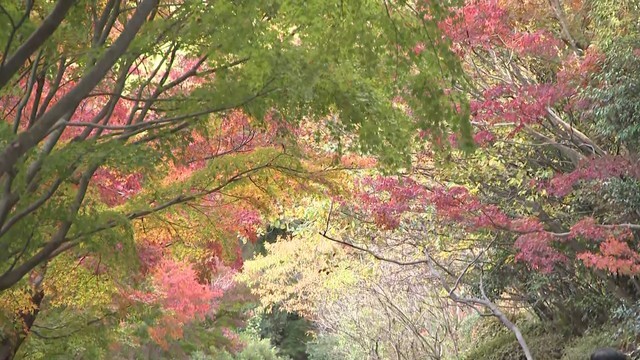 東山動植物園の「五色もみじ」エリア