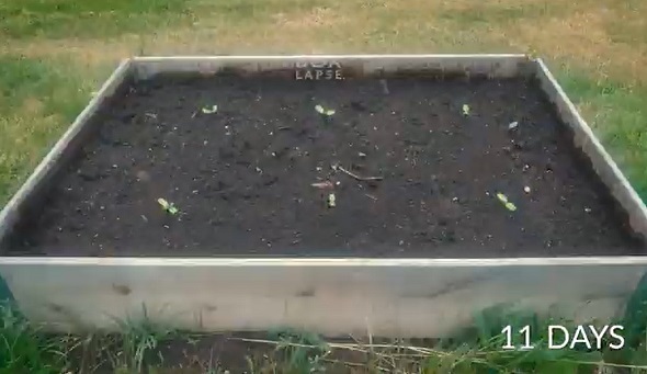 種をまいて水をやると芽が出て7日目には双葉を確認