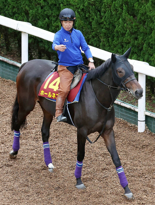 前走の馬体重はメンバー最重量のホールネス