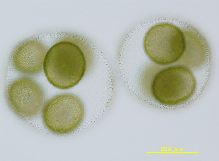 単離したボルボックスの光学顕微鏡写真（法政大学植木教授提供）