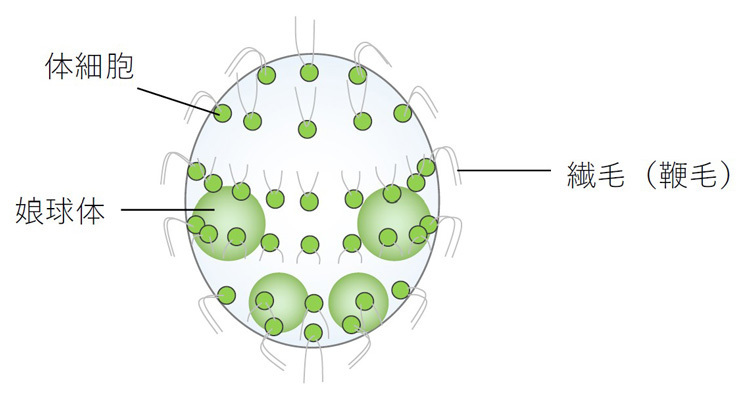 無性生殖で増えるボルボックスの模式図。体内には同じ遺伝子をもつ娘球体がある。表面にシート状に並んだ体細胞から伸びる繊毛で光に向かって泳いだり離れたり移動できる（法政大学植木教授提供）