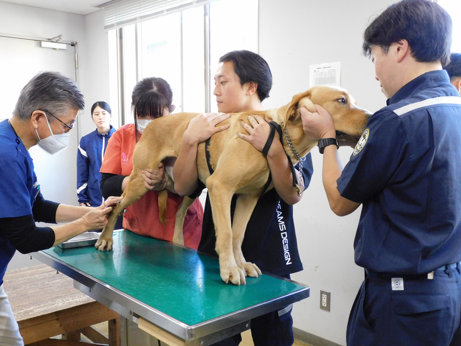 健康診断を受ける探知犬=１１日、東京税関麻薬探知犬訓練センター