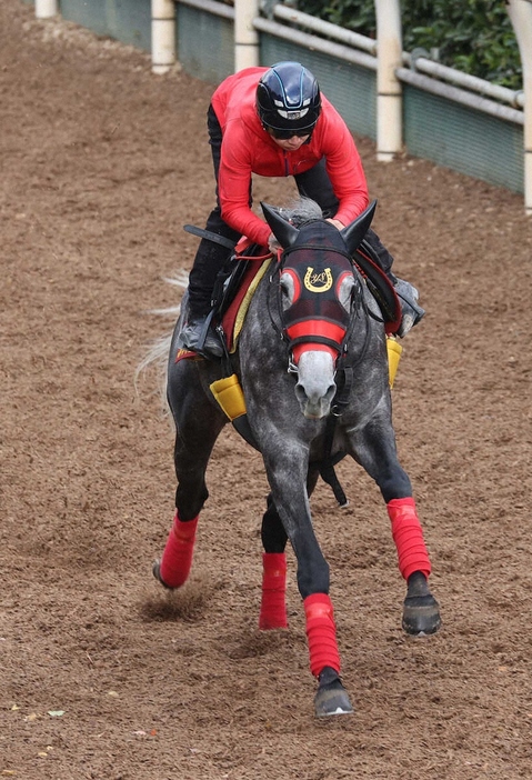 坂路で追い切るコスタボニータ（撮影・亀井直樹）　