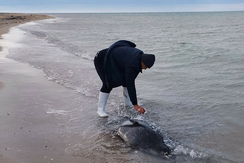 カザフスタンのカスピ海沿岸に打ち上げられたアザラシの死骸＝２０２２年１１月撮影（カザフスタン政府提供）（ＡＦＰ時事）