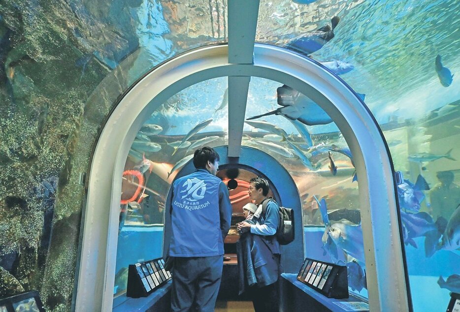 「富山湾大水槽」の水中トンネル＝富山県魚津市の魚津水族館