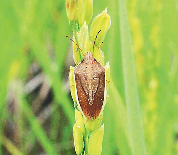 二番穂で確認したイネカメムシ（群馬県で）