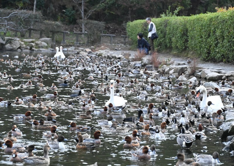 越冬のため飛来したカモの群れ＝22日午前10時3分、玉野市・深山公園