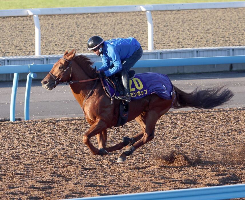 冬の日差しを浴びながらレモンポップがWコースを軽快に駆け抜けた＝美浦トレセン、撮影・塩浦孝明