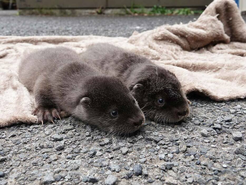 仲良く日なたぼっこをするユーラシアカワウソの赤ちゃん＝よこはま動物園ズーラシア（同園提供）