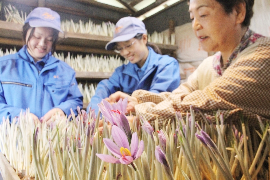 阿南順子さん（右）とサフランの花を摘み取る久住高原農業高生徒＝竹田市吉田