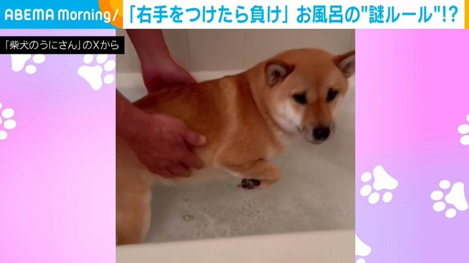 柴犬のうにちゃん（3歳）