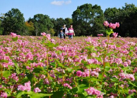 青空の下、咲き誇る赤ソバの花＝6日午後、神埼市郡の吉野ケ里歴史公園