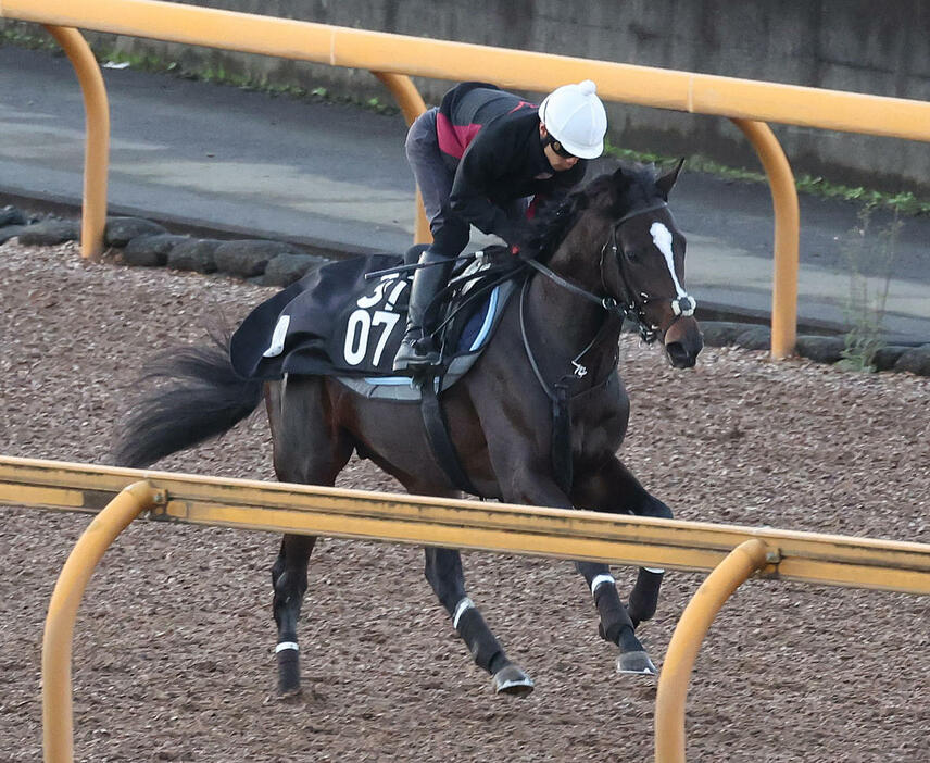 Cウッドでキャンター調整するエリキング（撮影・白石智彦）