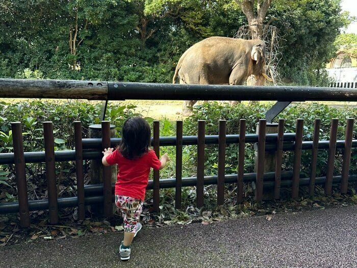 ぞうさんの大きさにびっくり？！