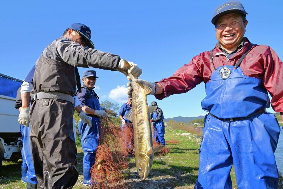 福島県楢葉町の木戸川で行われた合わせ網漁でかかったサケ＝11日午前