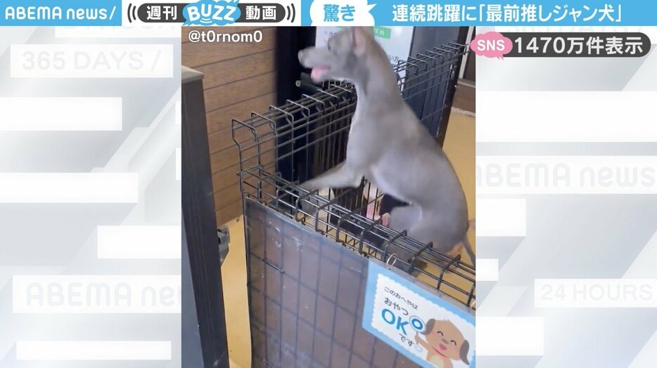 世界の名犬牧場