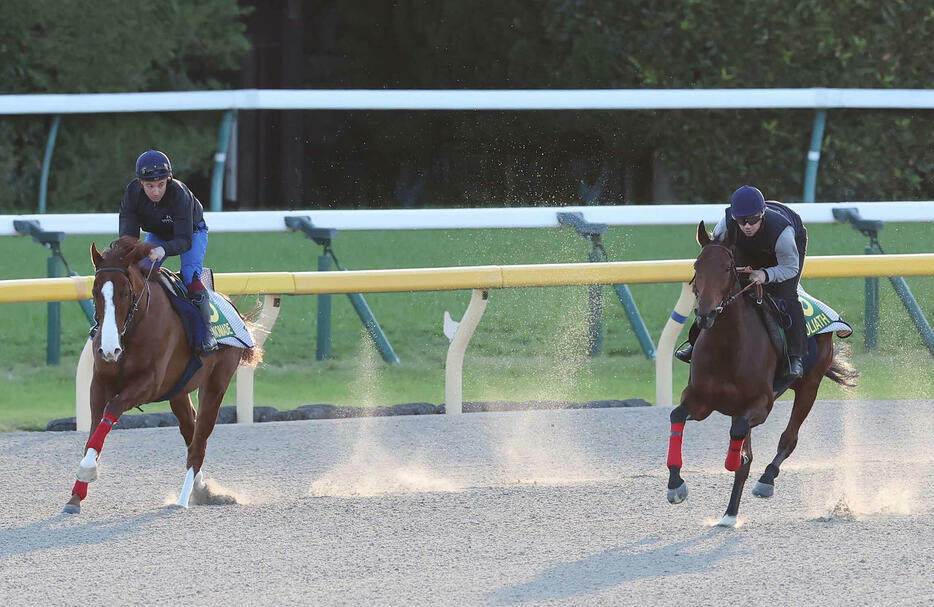 帯同馬（左）と共に東京競馬場ダートコースで調整するゴリアット（撮影・丹羽敏通）