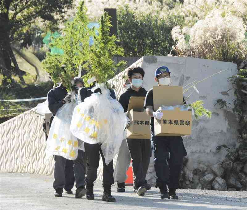 大麻草とみられる植物を押収する熊本県警の捜査員＝18日、芦北町