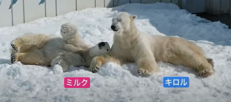 在りし日のキロル（提供：釧路市動物園）