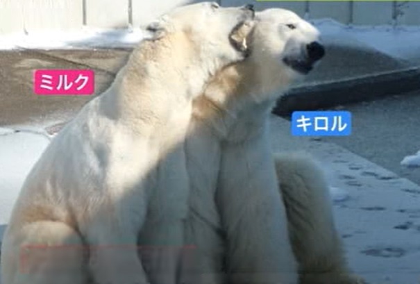 キロルとミルク（提供：釧路市動物園）