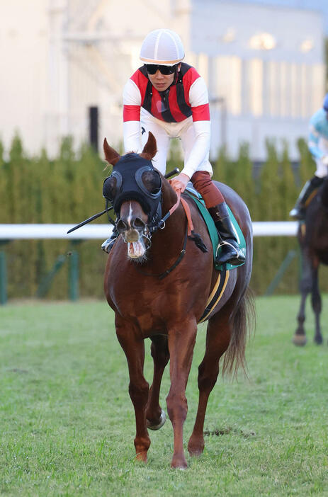 京都12R京阪杯、2着に敗れたウインカーネリアン（撮影・白石智彦）