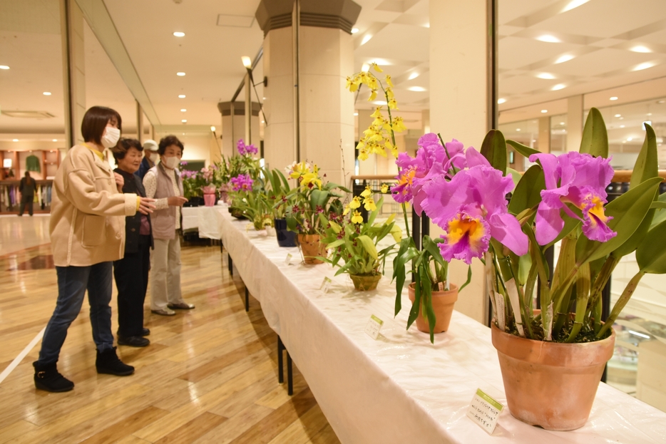 優雅な洋ランの花に見入る来場者=岡山県津山市で