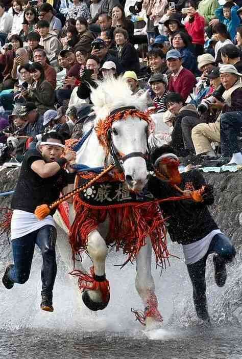 砥崎河原で飾り馬の馬追いを披露する奉納団体＝23日、八代市（石本智）