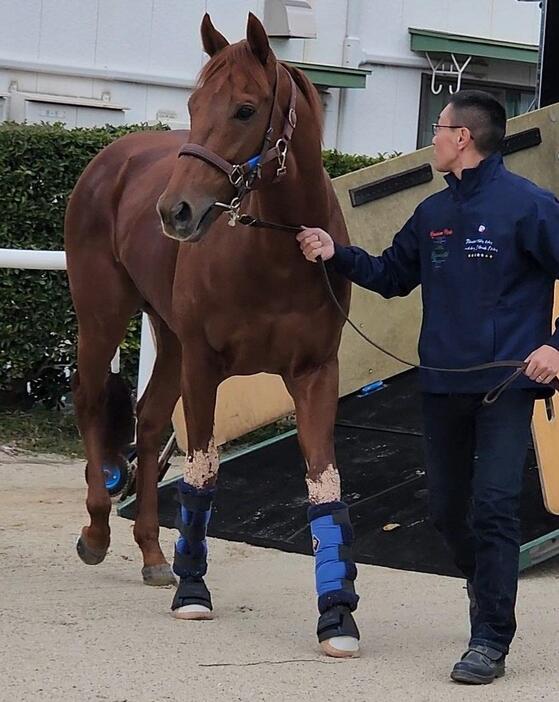 　中京競馬場に到着したレモンポップ