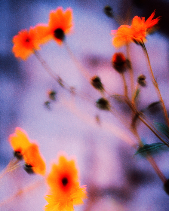 『flower archive ii』 ©Tristan Hollingsworth