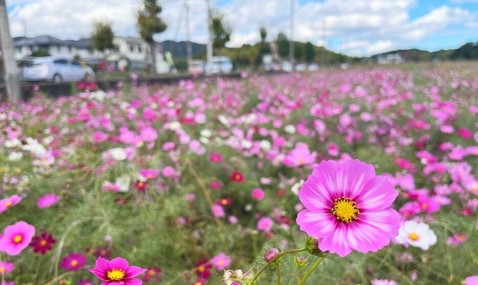 ［写真］秋風に揺れて咲き誇るコスモス＝6日午前11時半ごろ、奈良県斑鳩町で