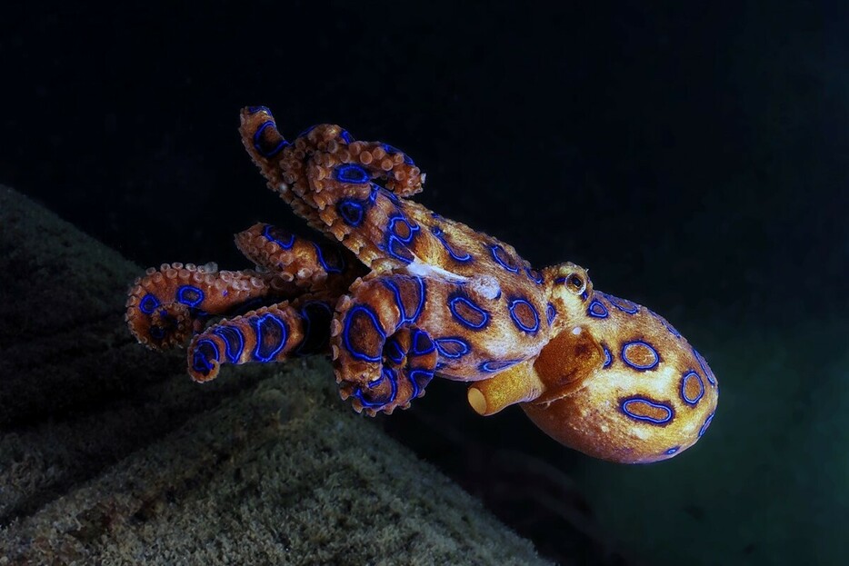 ヒョウモンダコ（Getty Images）