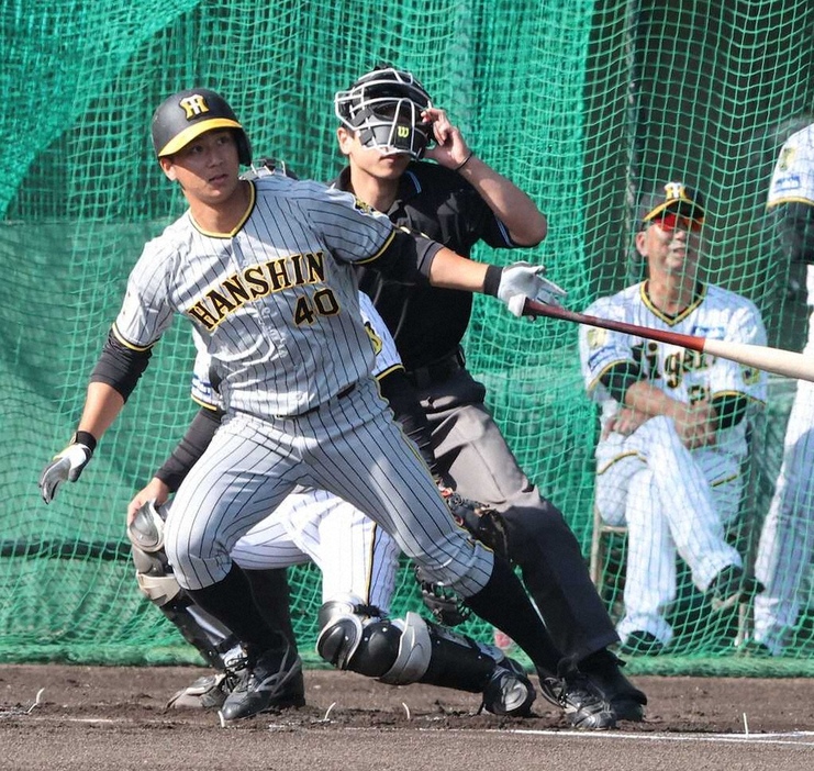 阪神紅白戦の初回、藤川監督（右）の前で井坪は適時二塁打を放つ（撮影・大森　　寛明）