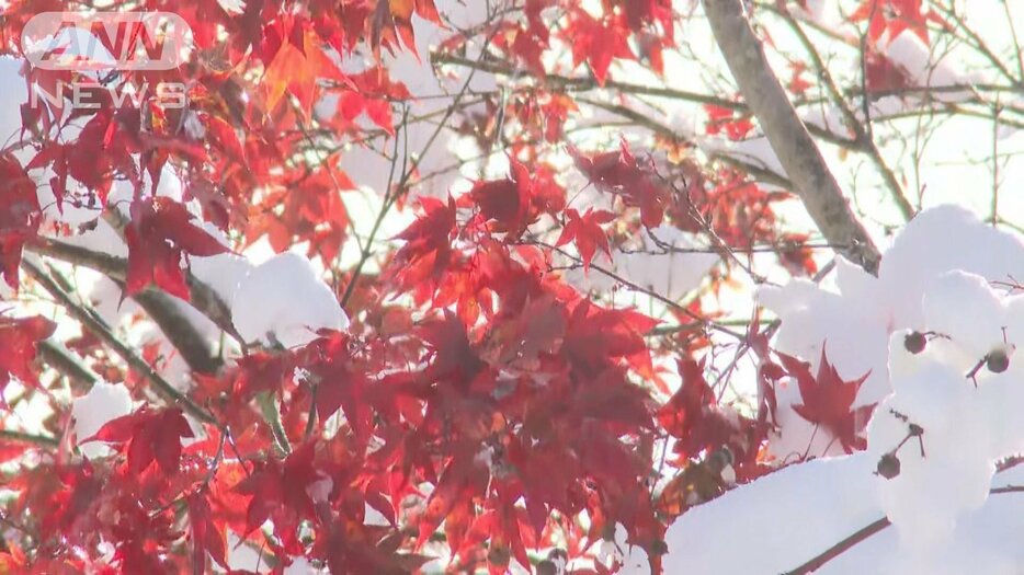 19日　新潟県妙高市　雪と紅葉